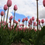 ODB_130513
