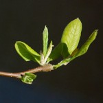 ODB_190513