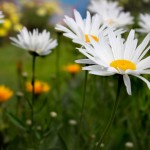 ODB_050314